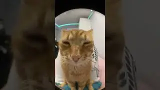 CAT BLOOPERS: The Cutest Comedy Show #catcompilation #caturdayeveryday #funnycats