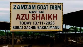 SURAT SACHIN BAKRA MANDI 13/11/2025 , BY ZAMZAM GOAT FARM NAVSARI (AZU BHAI)