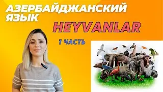 Животные. Heyvanlar. Азербайджанский язык #azeri#russia#learnazerbaijani#education#online#russian