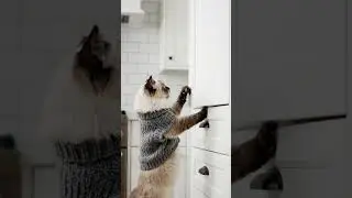 Climbing feline in cozy kitchen nearly discovers hidden snack stash