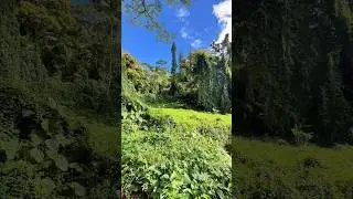 Into the Wild: Hiking Hawaii&rsquo;s Lush Rainforests