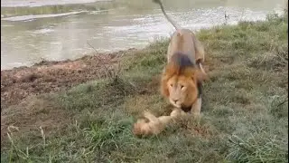 male lion attacking his cub don&rsquo;t like playing around video
