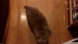 Hunting Dog Chases Toy Red Poodle!