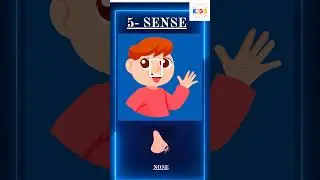 The Five Senses For Kids | Fun & Educational Learning Video 👀👂👃👅✋