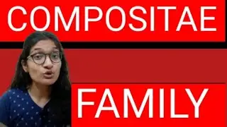 COMPOSITAE FAMILY