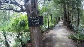 Part 4 - Magnolia Plantation, S.C. - Audubon Swamp Alligator