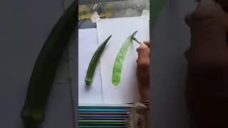 ladies finger watercolor drawing❤️😛🤩#Art#Shorts#Viral#Trending#Youtube#Artist