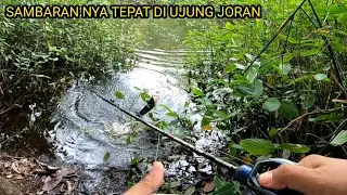 GABUS MONSTER BRO !! SAMBARAN TEPAT DI UJUNG JORAN