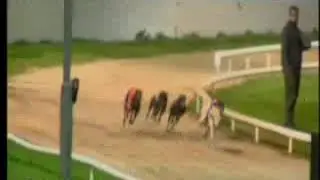 IGB - GoGreyhoundRacing.ie  A3  15/10/2018 Race 8 - Youghal