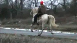 Singlefoot racking horse for sale  --S O L D ---