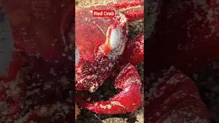 I Found a RARE Red Crab on the Beach! 🦀😱 #Shorts
