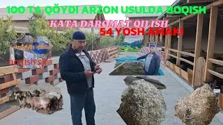54 YOSHLIK TOĞAMIZDAN  UY SHAROYITA  ARZON USULDA BOQISH SIRLSRI 150 BOSH SILOSTA SEMIRTITISH SIRI