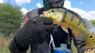 Despedida da barragem do Moxotó em Sertânia- PE,  ainda saiu uns tucuninhas 😬
