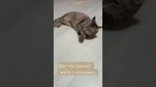 #animal #pets #dog #art #cat #домашниеживотные #питомцы #хаски #artist