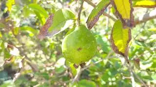 Fresh New Pink🍐Guava Fruit 😋 .#organicfood #satisfying #4kstatus #fruit #guavafruits #guavaFruit