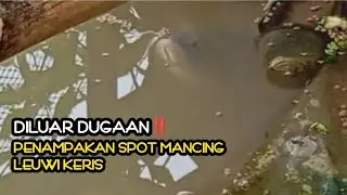 Ngerii‼️ Penampakan ikan spot favorit leuwi keris