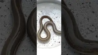 This Fish Looks Like a Snake! 🐍🐟 #shorts #ytshorts