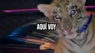 Aquí Voy  - Efecto Elegante // LO MEJOR 2024 (LETRA/LYRICS) 🤠