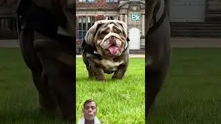 super cute puppy dog 🥰🐕🐕 #cute #animals #bulldog #pets #funny #beautifulnature #naturevideo #shots