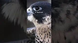 Drie indrukwekkende roofvogels en hun kenmerken! 🦅