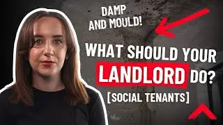Damp and mould: What should your landlord do? [Social tenants] | Shelter