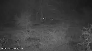 Cazeria de Viscacha con el Pcp T.rex. Resultado Positivo.