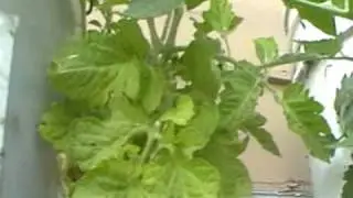 Topsy turvy copy upside down tomato rain barrel#6