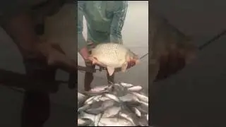 Fish Farming #shorts #fishing