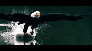 Slowmotion - predator hunting