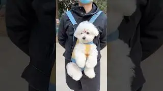 The perfect outdoor bag for small pets #dhgate #dhgatefinds #petsupplies #pets #petlovers