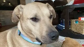 My dog can do yoga