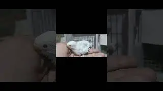 Mashallah Unique Bird produced at my Aviary 1 side Redeye and 1 side Blackeye/Redeye