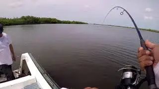 Capitaine 17kg - pêche au leurre souple touche en direct  gros rush - Sénégal