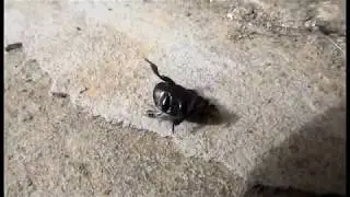 КАРАПУЗИК ЧЕТЫРЕХПЯТНИСТЫЙ (Hister quadrimaculatus). Никита Нюняев (7 лет). Одесса май 2018