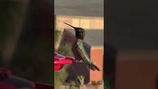 How to Protect Your Mindset with Hummingbird Wisdom