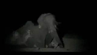 Lions vs Elephants - The Hunt 3