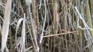 Tarabuso