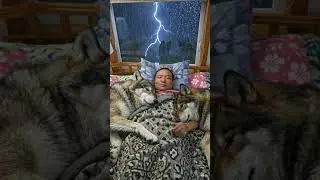 #Good #night 😴 with my lovely wolf 🐺