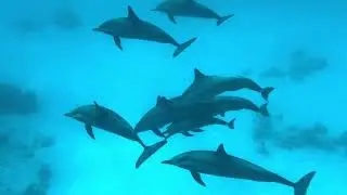 Dolphin House - Marsa Alam, Egypt