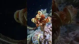 Meet the Crinoidea Fish | Stunning Sea Creatures Underwater Life 🌟🐠 | #shorts #shortvideo