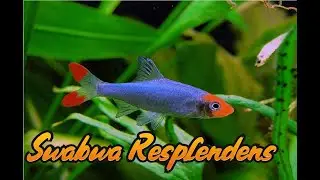 El Pez borrachito de Asia: Sawbwa Resplendens (FICHA)