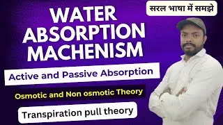 Water absorption machanism|Active and passive |Osmotic | Non osmotic |transpiration pull theory