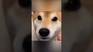 VIDEOS I FOUND ON INTERNET pt1 #shorts #funny #compilation #memes