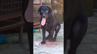 Biru 6 months Labrador ❤️❤️ #dog #pets #siligurimarket #puppy #dogbreed #labradorretriever #