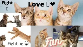 cute cat's fighting/ fun/playing/ love/happiness #shorts #catfunny #catfight