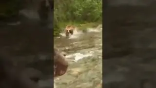 Charging Grizzly&hellip; what are you doing in this situation!?