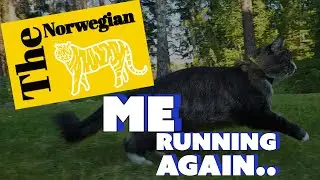 Norwegian forest cat or skogkatt. A big fluff on the run.Slow motion run