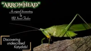 The Quest For New Species Of Katydids | Arrowhead - Mini Documentary