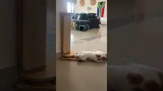 Problem solving #cat #cute #china