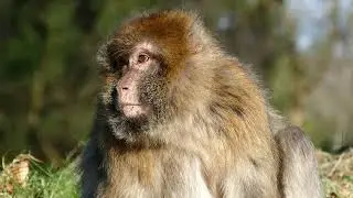 Monkey 4k Ultra Video || Monkey Meeting Video | Monkey Lifestyle | Animal World | Monkey Part 25 ||